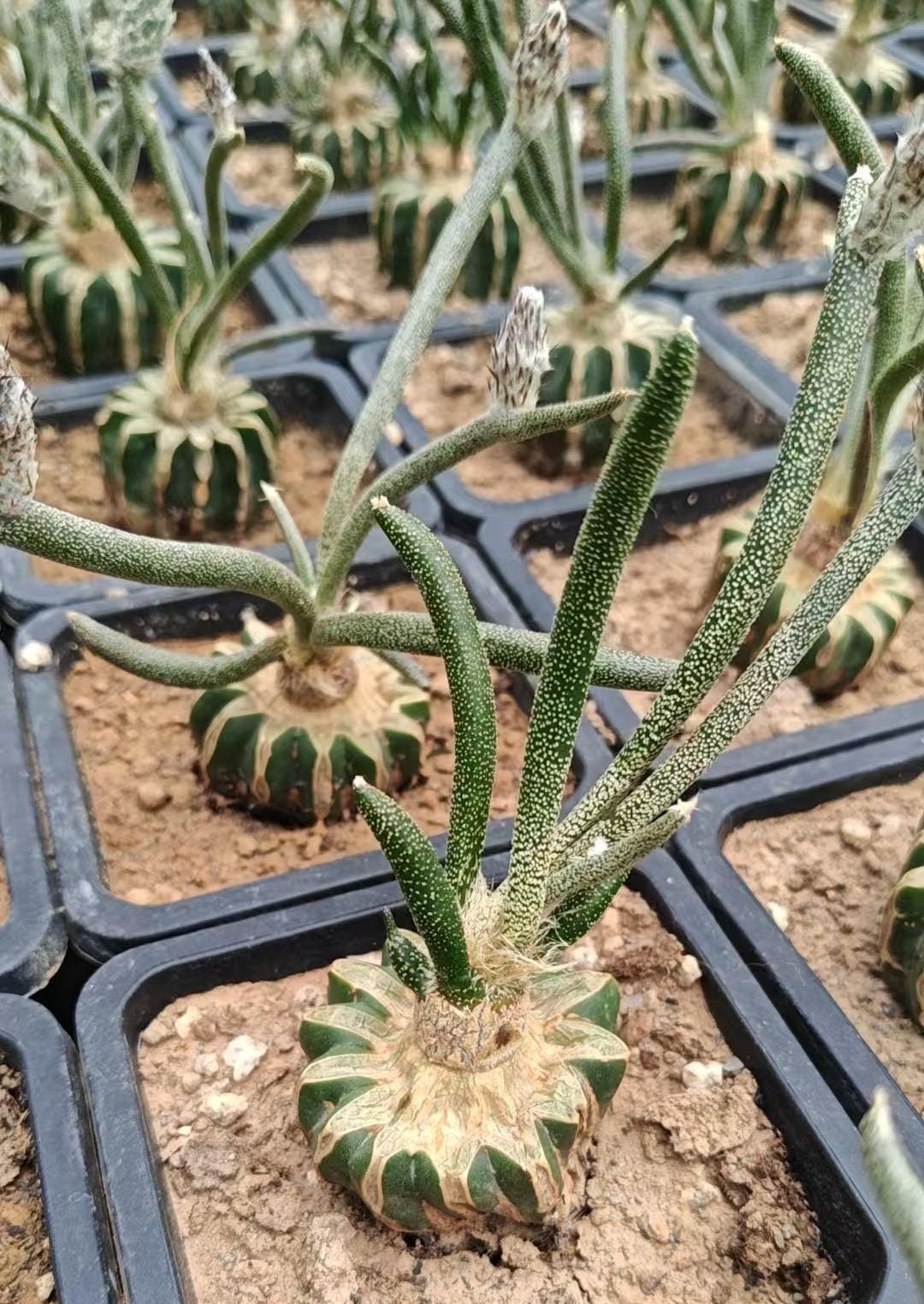 Rare Cactus - Astrophytum Caput-medusae (4”pot), Live Plant - Etsy