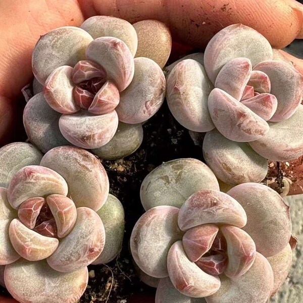 Rare Succulents - Echeveria Snow Star (0.4”-0.6”)