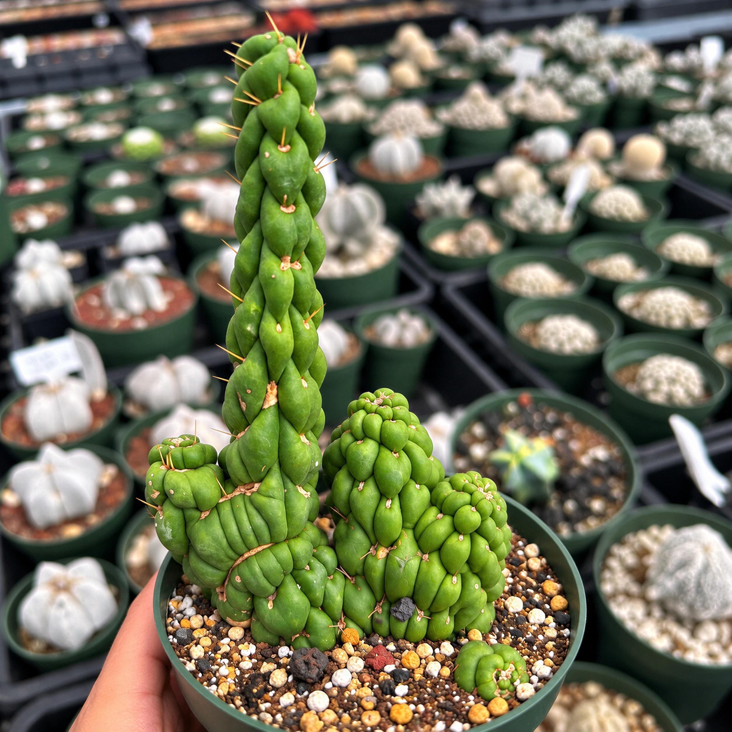 Cactus✩ Rare Cactus, Eulychnia Crastanea Crestata 'unicorn Cactus', Live
