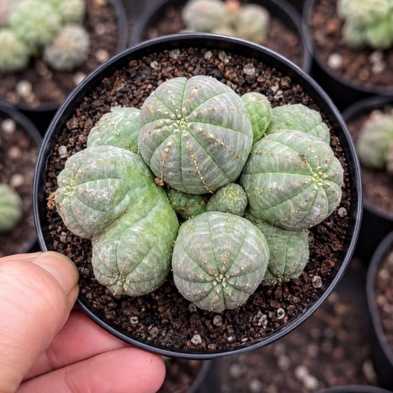 Rare Euphorbia, Euphorbia Obesa Cluster, Live Plant - Etsy