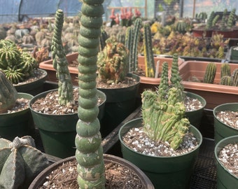 Rare Cactus - Eulychnia Crastanea Spiralis unicorn cactus (17"-20")