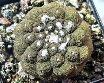 Rare Copiapoa Hypogaea Lizard Skin, Collectible Cactus Plant, Live Plant