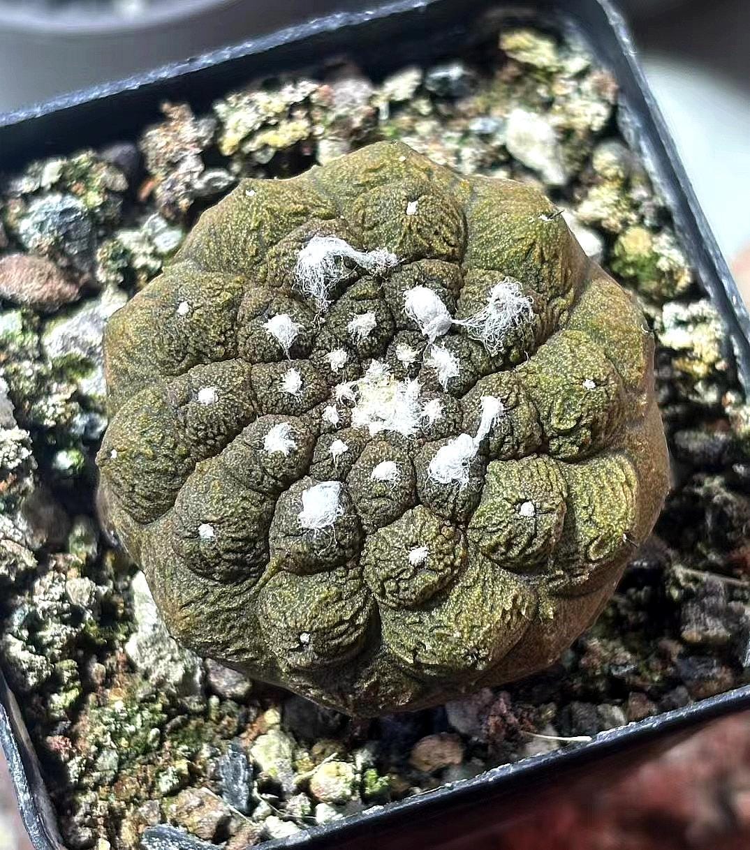 Rare Copiapoa Hypogaea Lizard Skin - Collectible Cactus