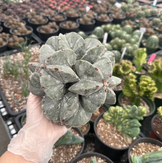 Rare Cactus - Astrophytum Myriostigma Cluster (4.5 Pot), Live Plant - Etsy
