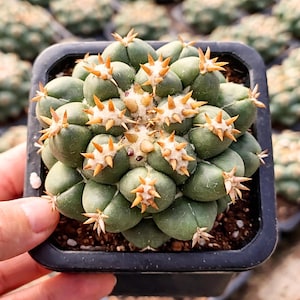 Rare Cactus, Coryphantha Elephantidens var. Tanshi