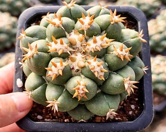 Rare Cactus, Coryphantha Elephantidens var. Tanshi