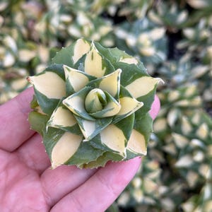 May include: Close-up of a small succulent plant with green and yellow variegated leaves. The plant is held in a hand, with other similar plants visible in the background. The leaves form a rosette shape.