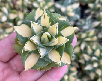 Agave Titanota 'caesar' - アガベ チタノタ “シーザー” - 凱撒嚴龍