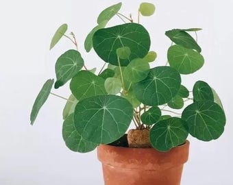 1amSucculents - Etsy