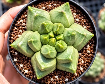 Astrophytum Myriostigma Cv. Onzuka Fukuryu - Etsy