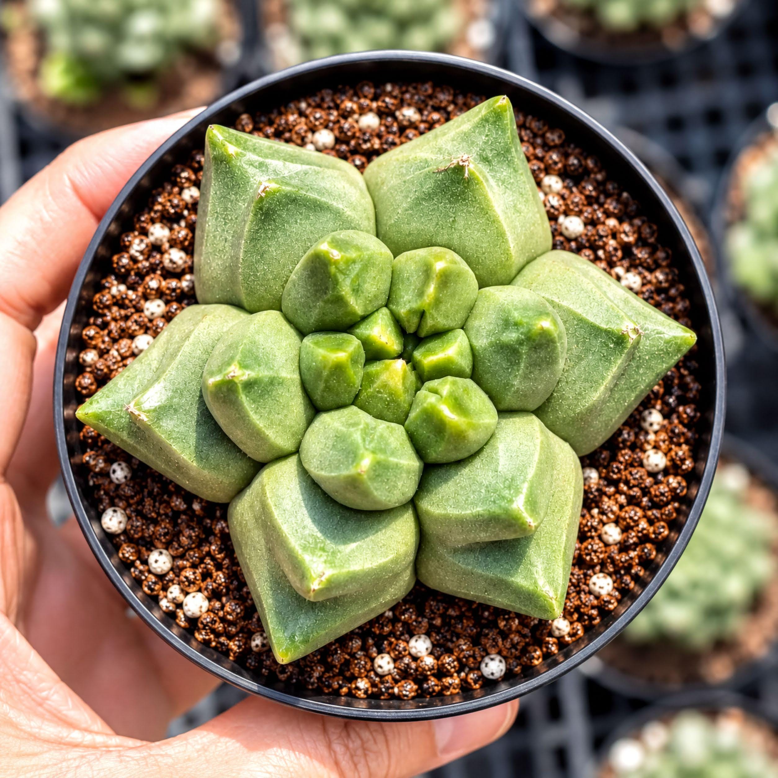 Rare Cactus, Astrophytum Myriostigma Cv. Kikko, Live Plant - Etsy
