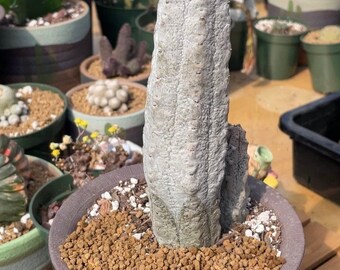 Rare Euphorbia - Euphorbia Abdelkuri grey