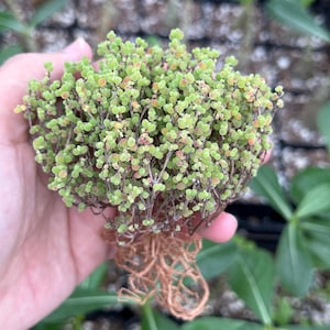 May include: A close-up of a small, green plant with tiny, round leaves and reddish tips. The plant has a dense, bushy appearance and is held in a hand, with visible roots. The background is blurred, suggesting a nursery setting.