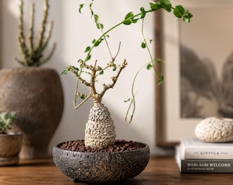 Rare Succulents Fockea Edulis, Caudiciform Live Houseplant, Exotic Caudex Specimen, 3.5 Inch Pot