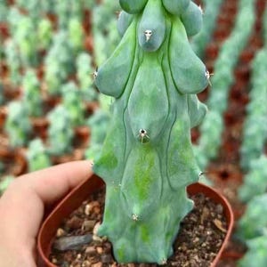 Rare Boobie Cactus, Myrtillocactus Geometrizans Fukurokuryuzinboku (4"-10"), Live Exotic Cactus Plant Gift