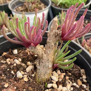 Rare Caudex - Phyllobolus Resurgens, old Stem, Live Plant (no leaves)