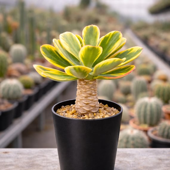 box of succulents 2 Succulents Subscription Box (Growing Kit) main image 0