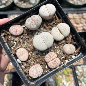 Rare Succulents - Dinteranthus Vanzylii single head/1pc