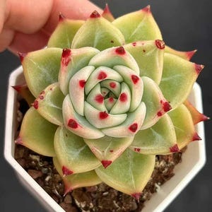 Rare Succulents, Echeveria Agavoides Blue Dragon, Live Plant