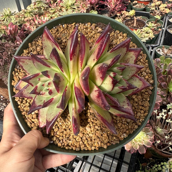 Rare Succulents - Echeveria Agavoides Double Heads (6”-8”)