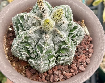 Rare Cactus - Astrophytum Myriostigma cv. Fukuryu (2)