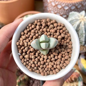 Rare Succulents, Lapidaria Margaretae (0.6&quot;-0.8&quot;), Live Plant