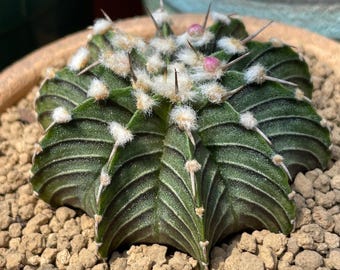 Rare Cactus, Gymnocalycium Mihanovichii LB2178, Live Plant