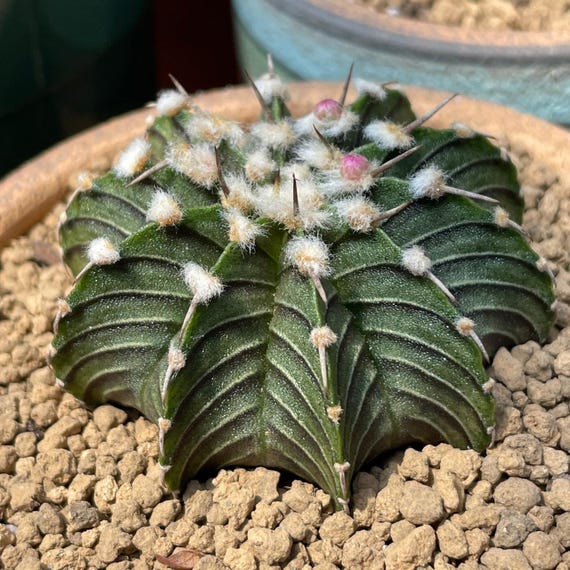 Rare Cactus, Gymnocalycium Mihanovichii LB2178, Live Plant - Etsy