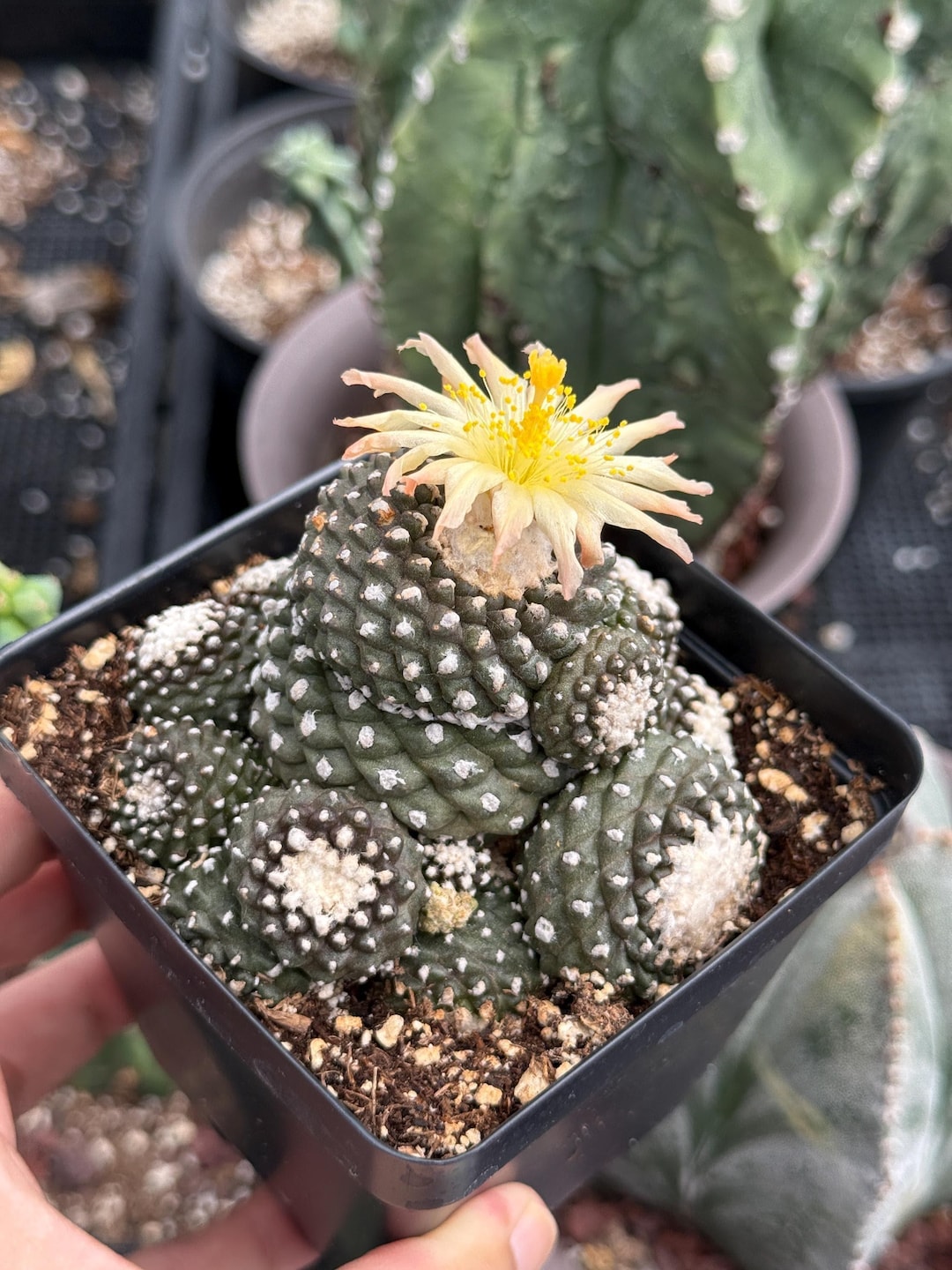 Rare Cactus, Copiapoa Tenuissima Large Cluster - Etsy