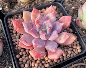 Rare Succulents - Echeveria Devolution bloody leaves