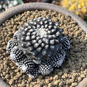 Rare Cactus, Copiapoa Tenuissima, Live Plant