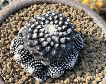 Rare Cactus - Copiapoa Tenuissima