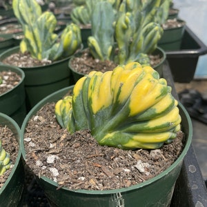 Rare Cactus Myrtillocactus Geometrizans Crested var. Fred variegata image 5