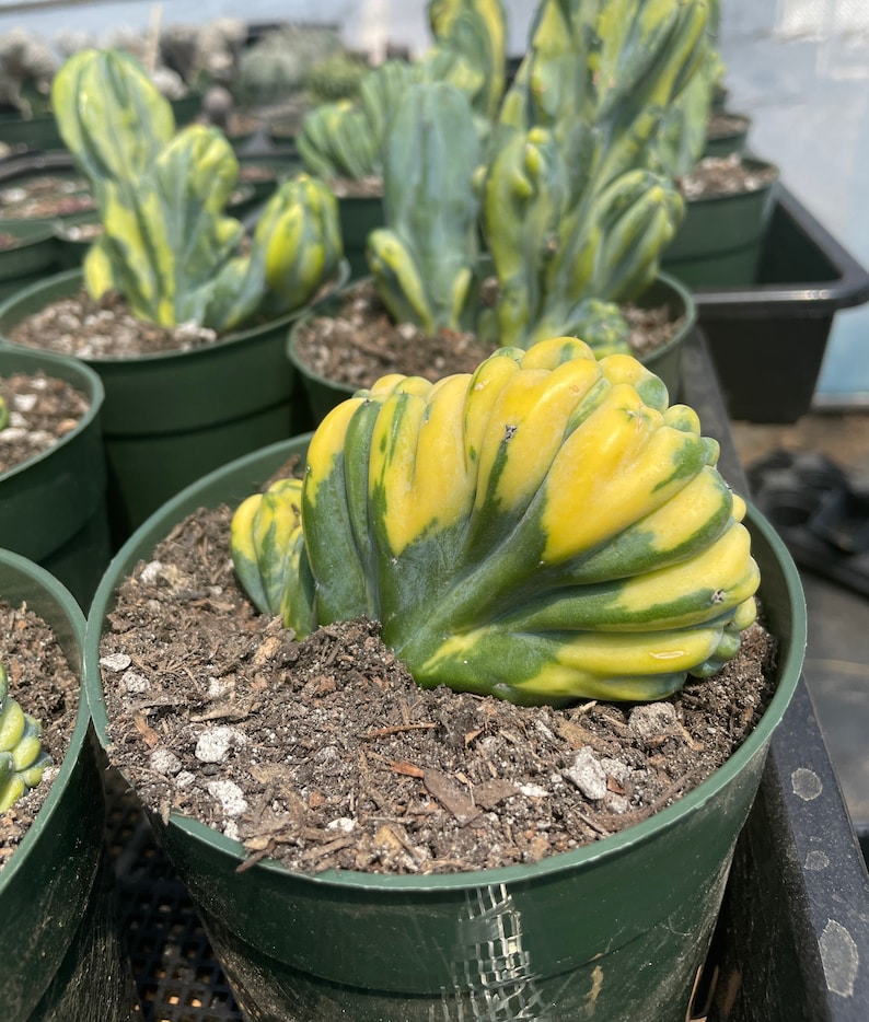 Rare Cactus Myrtillocactus Geometrizans Crested var. Fred variegata image 5