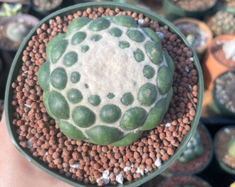 Rare Cactus - Coryphantha elephantidens cv. Inermis (5")