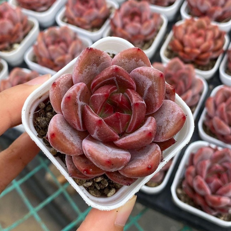 Rare Succulents, Echeveria Pink Champagne Succulent - Thumbnail 3