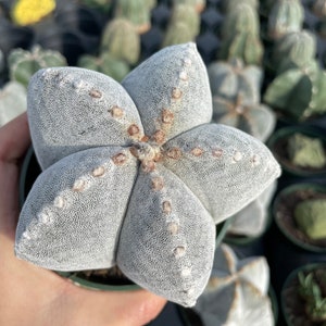 Rare Cactus, Astrophytum Coahuilense, Live Plant