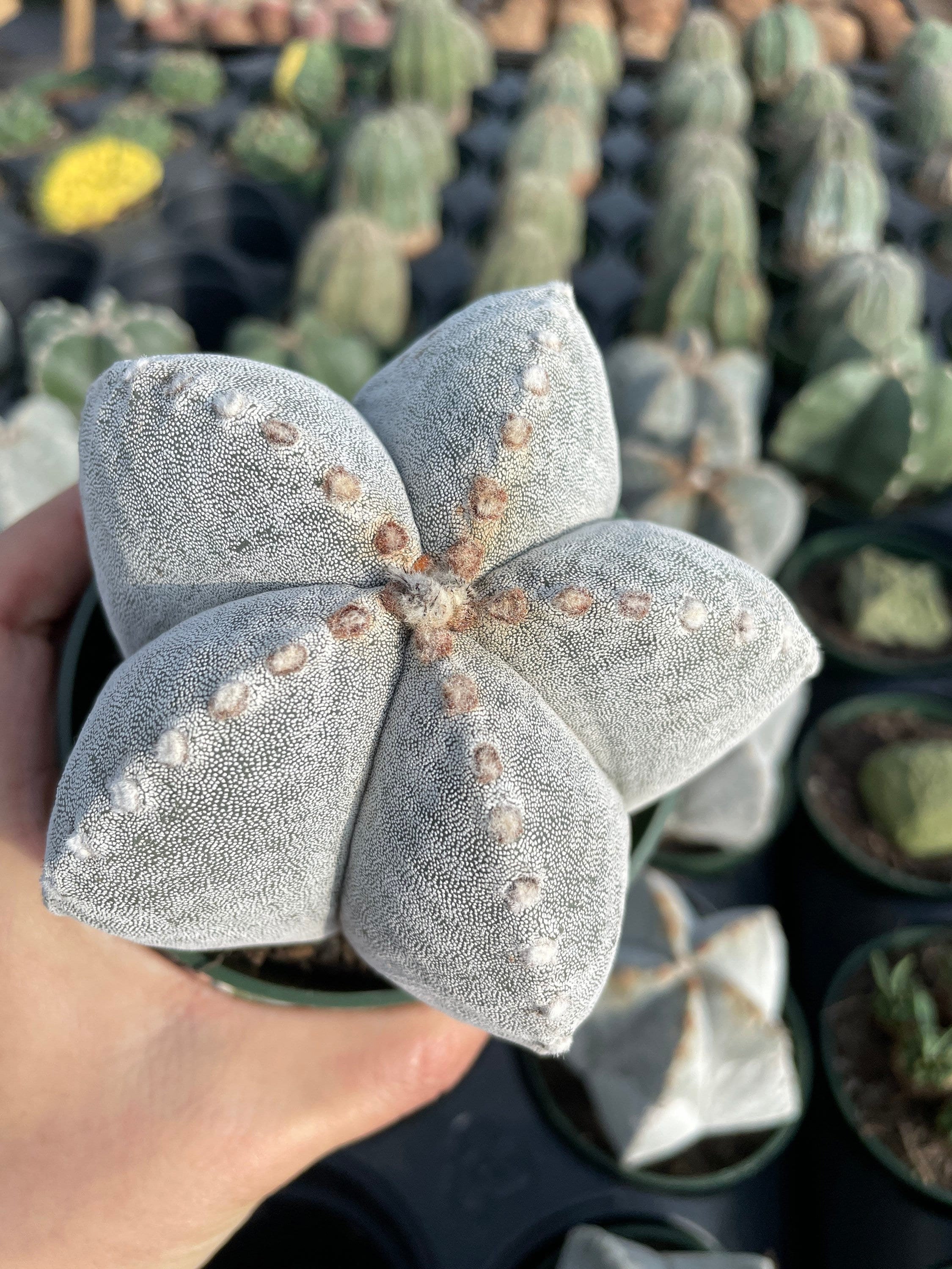 Astrophytum Onzuka - Etsy Astrophytum Onzuka - Etsy