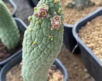 Rare Succulents - Larryleachia Cactiformis 4”-6", Live Plant