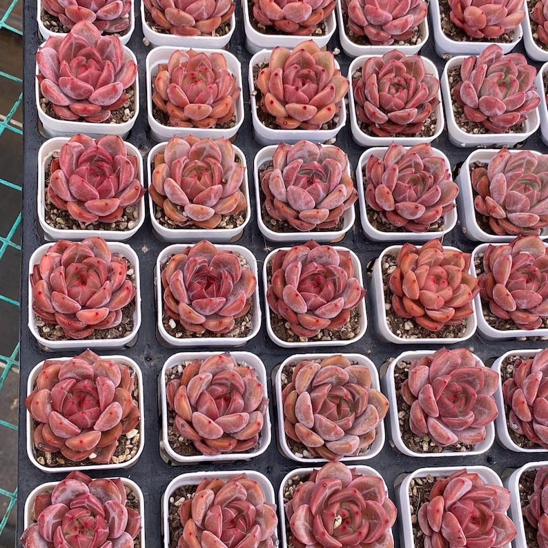 Rare Succulents, Echeveria Pink Champagne Succulent - Thumbnail 2