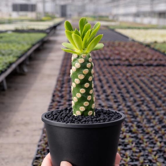 Euphorbia Royleana  Rare Succulent Plant  Live Indoor/outdoor Houseplant  - Etsy