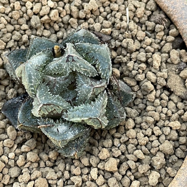 Rare Succulents - Haworthia Cooperi cv. Magic Thorn (2"-2.5")