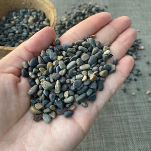 Premium Pebbles - Black Pearl Top Dressing (Order Separately), Live Plant