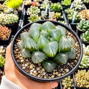 Rare Succulents, Haworthia Kyodai Akasen Lens (3.5" Pot), Live Plant