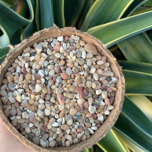 Coral Sea Pebbles: Succulent Top Dressing, Plant Decor (1.5lb/bag)