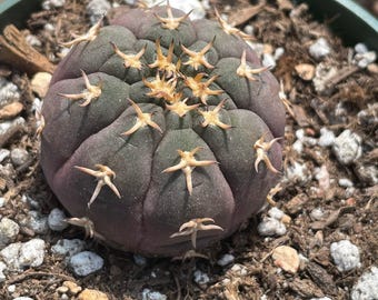 Gymnocalycium Multiflorum | Nice Spines Rare Succulent, Live Plant, Unique  Houseplant, Easy Care Outdoor Plant Succulent Gift - Etsy