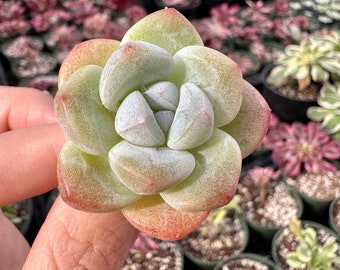 Rare Succulents - Echeveria Ice Green (1.5”)