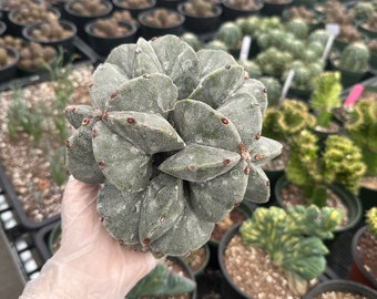 Rare Cactus - Astrophytum Myriostigma cluster (5.5” pot)