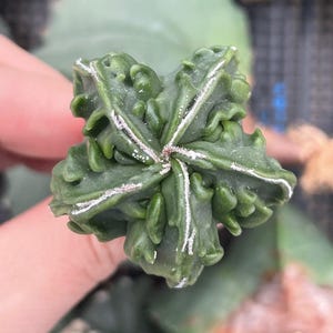 Rare Cactus, Astrophytum Myriostigma cv. Fukuryu (1.5"-2”), Live Plant