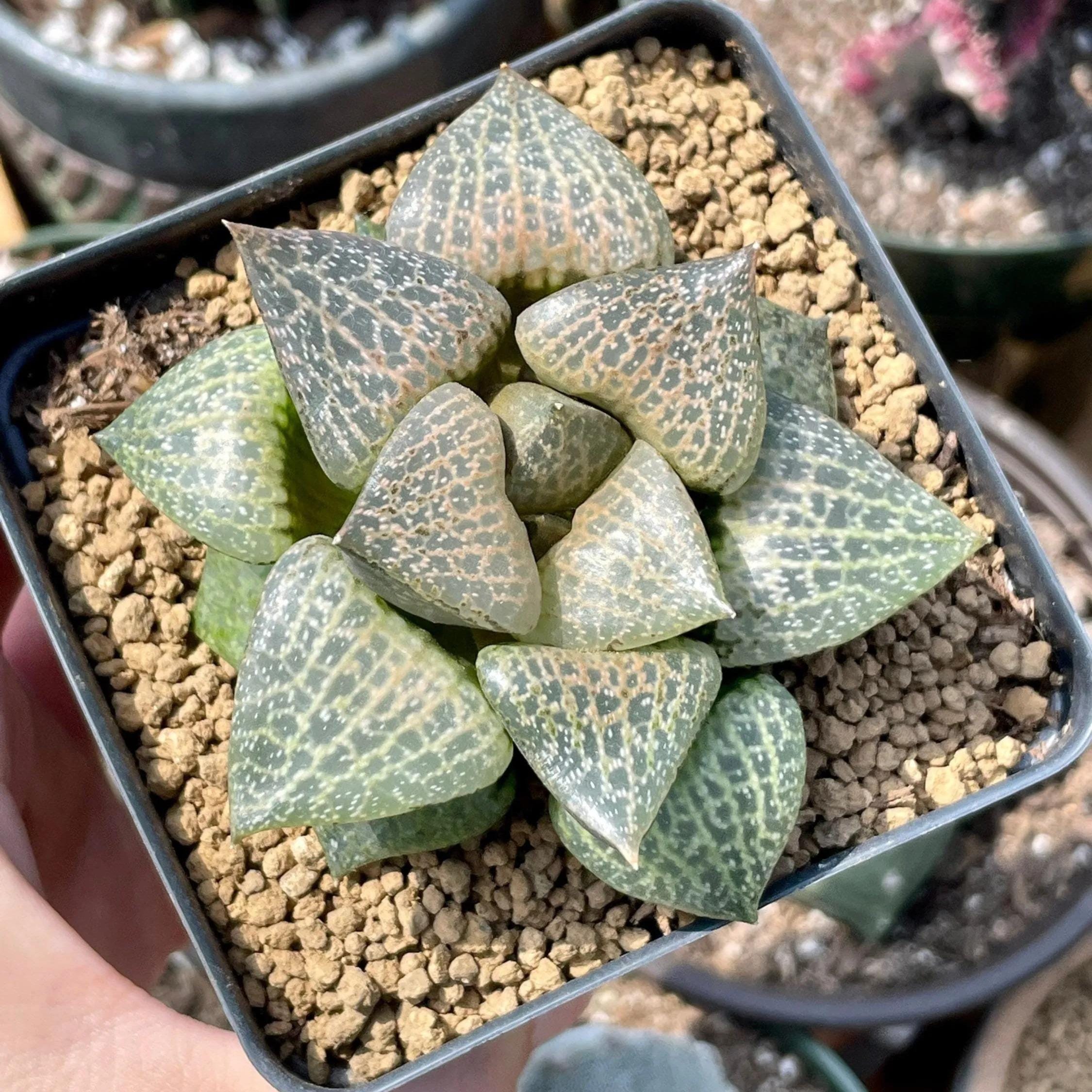 Rare Succulents - Haworthia Comptoniana Hakugei (3”) - Etsy